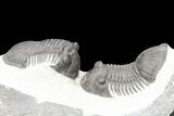 Two Paralejurus Trilobites - Ofaten, Morocco #80326-10